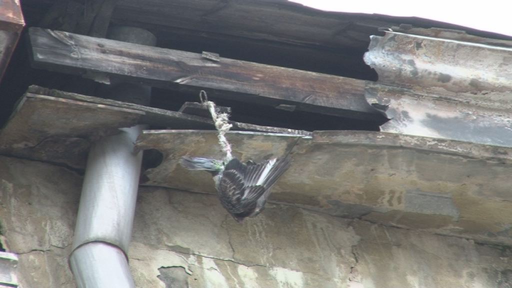 На крыше дома на улице Федорова застрял голубь (видео)