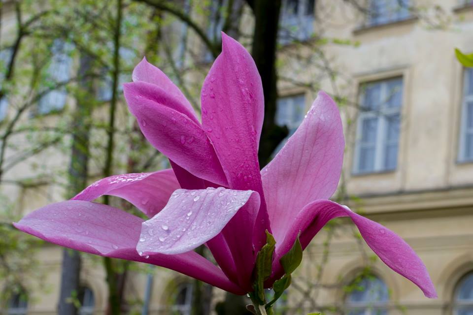 До Дня Матері у Ботанічному саду День відкритих дверей