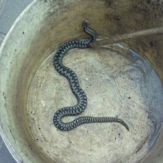 Біля дитсадка у Шевченківському районі зловили отруйну змію (фото)