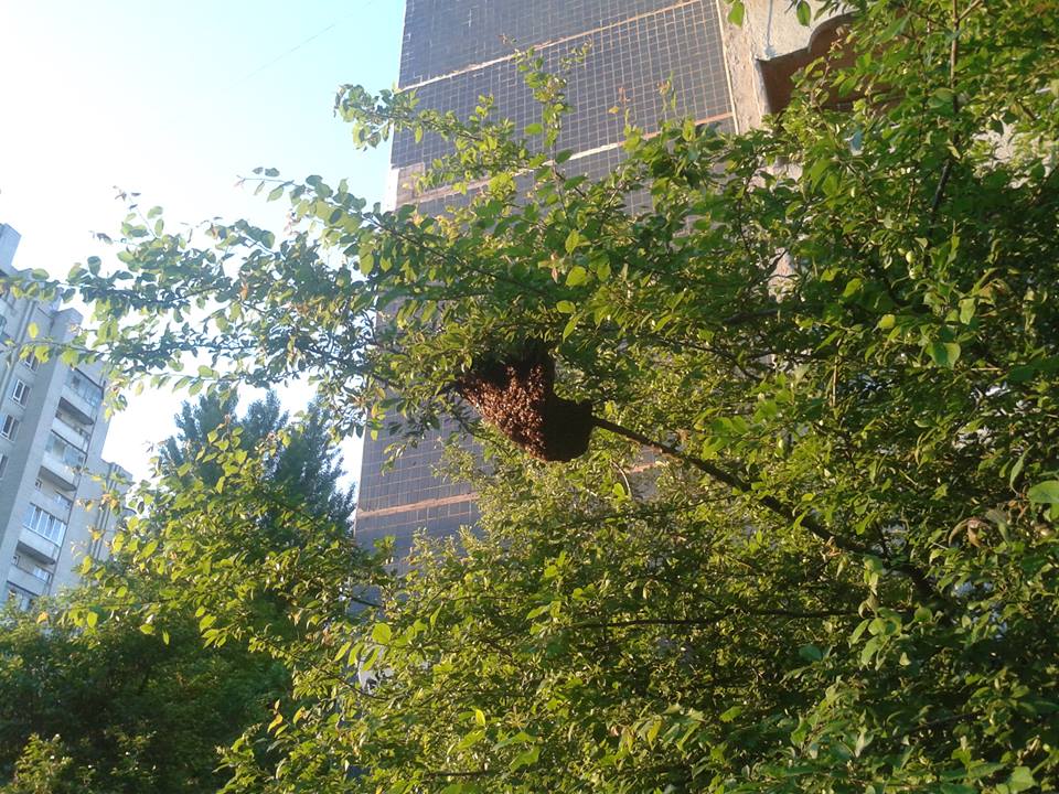 На проспекті Червоної Калині оселилися дикі бджоли (фото)