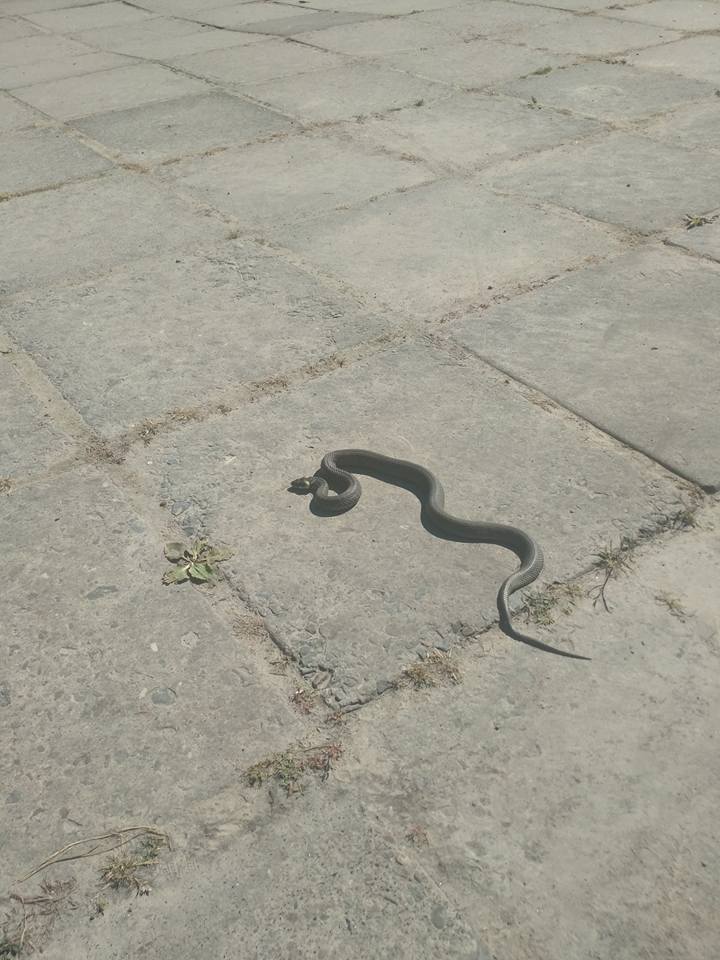 У львівських парках повиповзали змії (фото, відео)