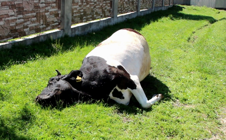 На Яворовщине коров отравили гербицидами