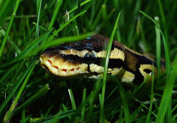 На Сколівщині змія вкусила літню жінку