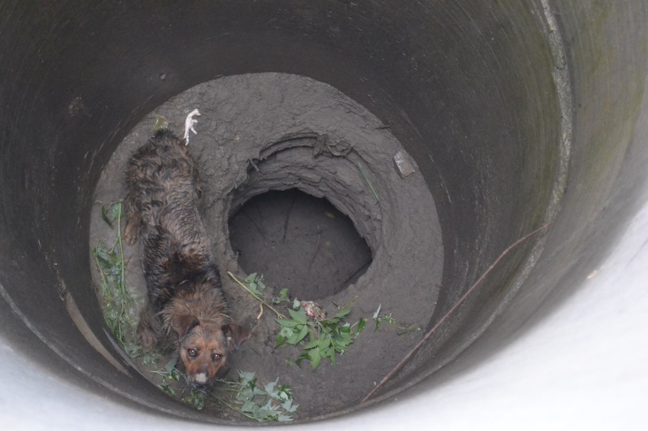 На Львовщине спасатели вытащили собаку из колодца