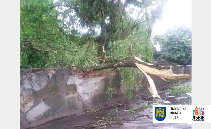 У Львові під час бурі впало більше 20 дерев