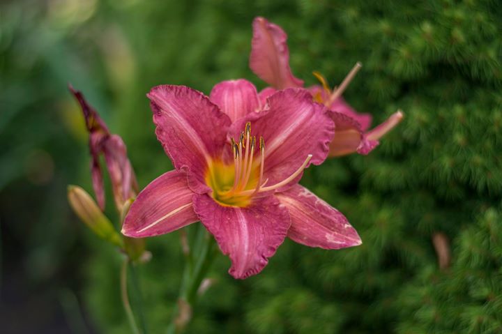 Во Львовском ботаническом саду расцвели 240 сортов лилейников