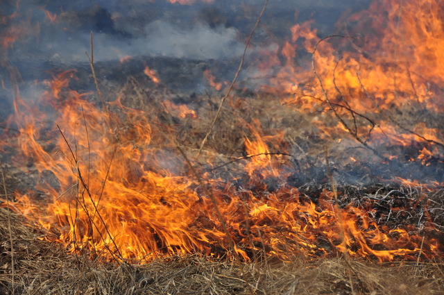 В Жовківському районі під час пожежі сухої трави загинув чоловік