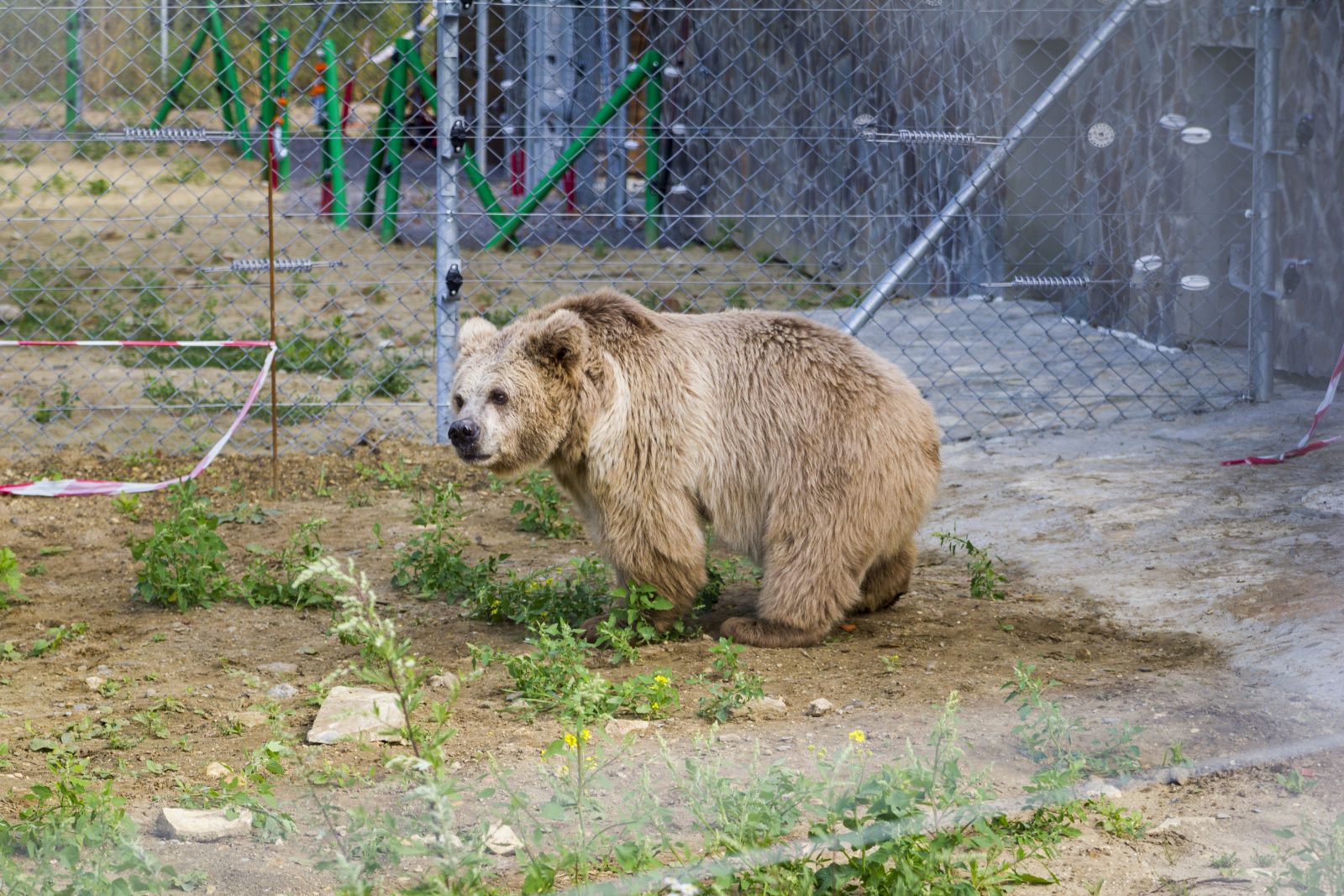 Экологи проверили, как чувствует себя медведица Кристина, которую забрали из "Шапито"