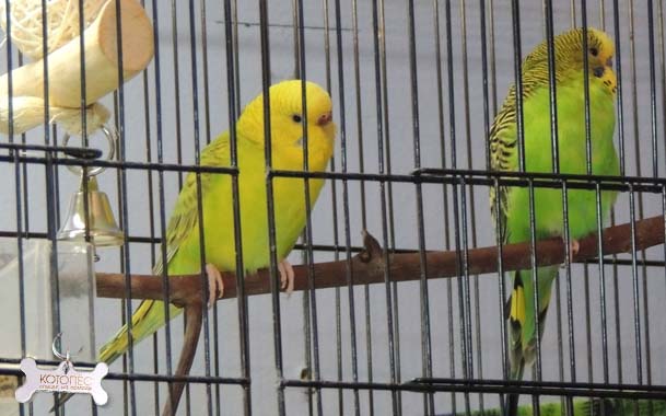 В Стрые злоумышленник похитил клетку с попугаями