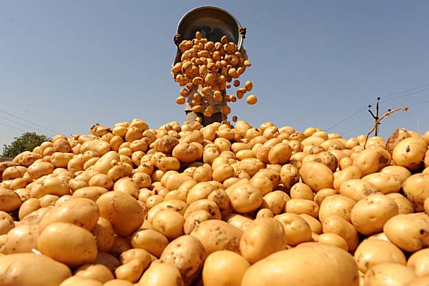На Львівщині збільшилась урожайність картоплі