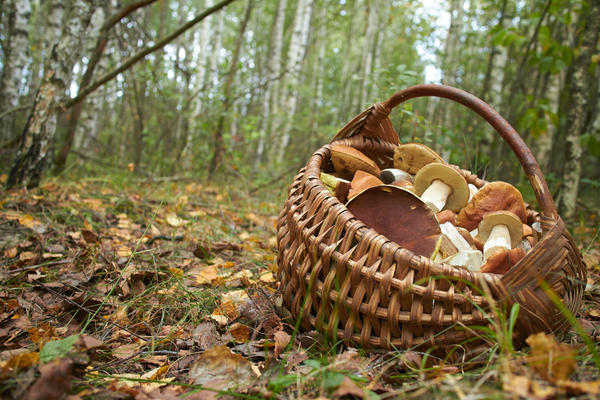 На Львівщині знайшли непритомним грибника, який чотири дні провів у лісі