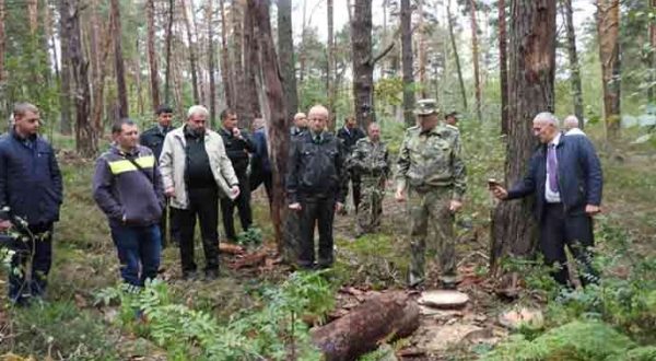 Львівські ліси знищують жуки