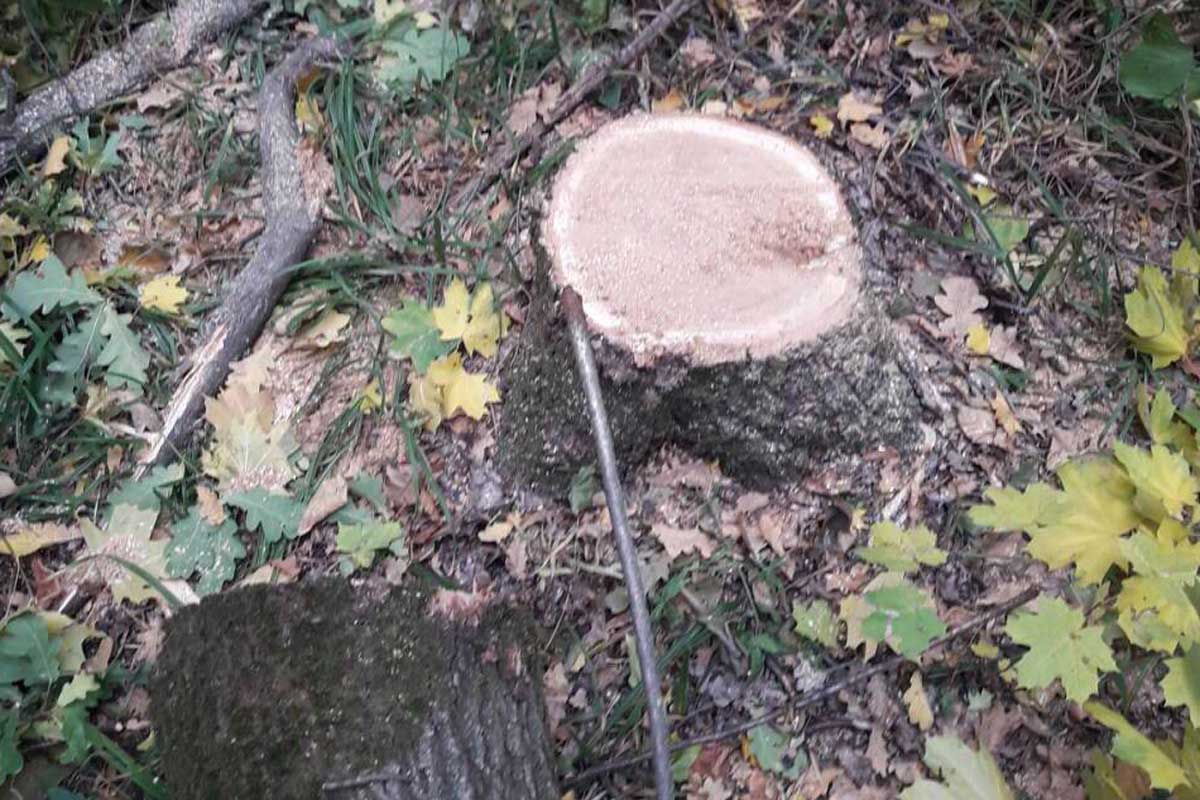 Дрогобицький лісгосп незаконно нарубав дерев на мільйон гривень