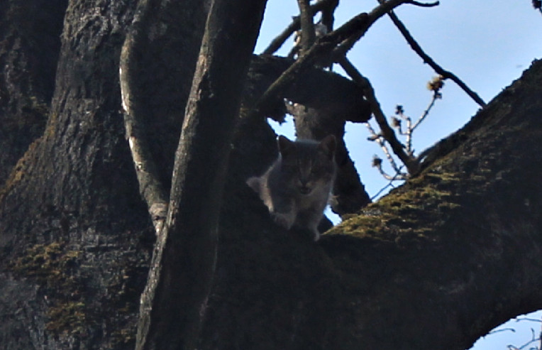 На Львовщине спасатели сняли с дерева кота