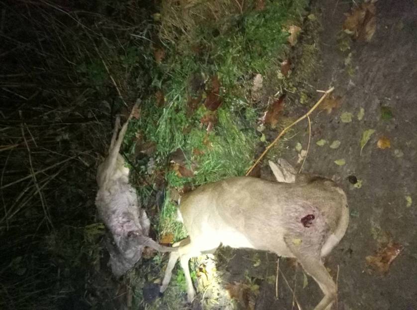 На Львовщине браконьеры подстрелили двух косуль