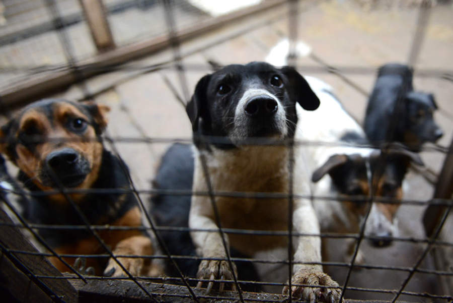 Львовян призывают помочь собакам из приюта "Милосердие"