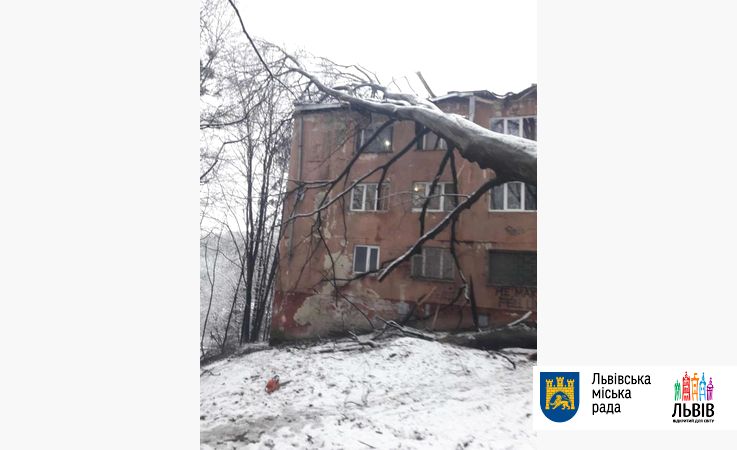На Сыхове дерево повредило крышу общежития
