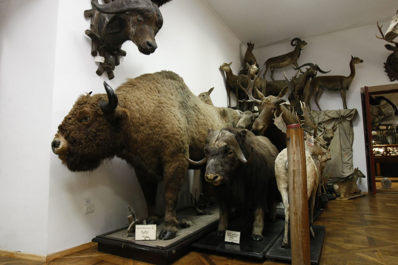 У зоологічному музеї Львова встановлюють клімат-контроль