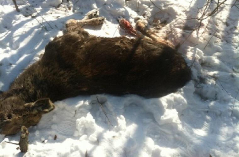 На Львівщині протитанковою ракетою вбили лося