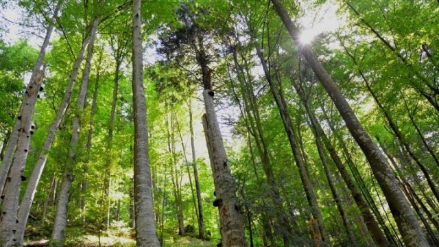 На Львівщині створили заказник для лісової ящірки