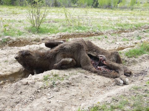 На Львівщині ведмідь розтерзав самку зубра