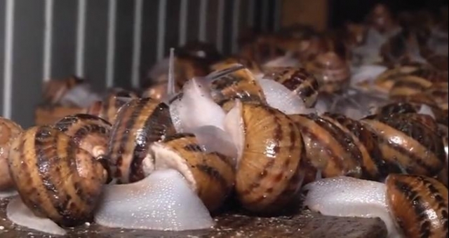 Ферма під Львовом експортує до Європи тонни равликів