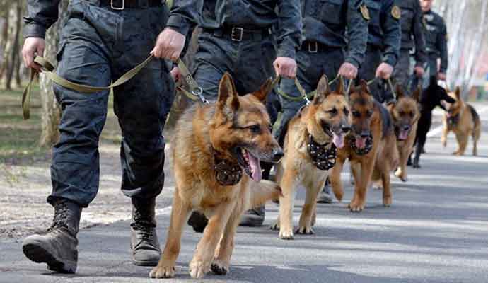 На Львовщине подготовили первых служебных собак для спецназа