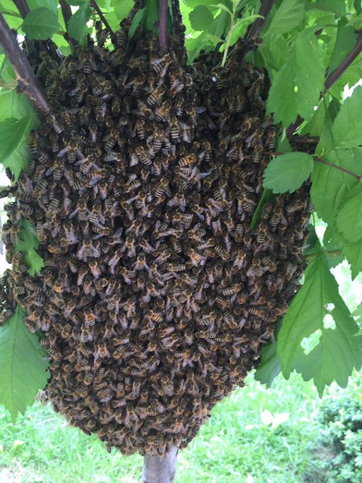 В центре Львова поселился рой диких пчел (фото)