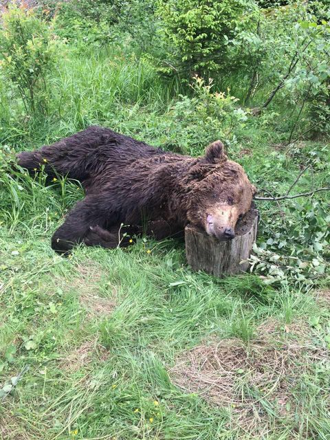 На Львівщині знайшли мертвого ведмедя