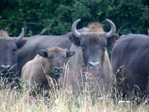 У "Сколівських Бескидах" народилося двоє зубренят