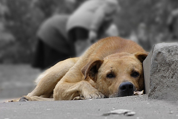 На Львовщине стартует благотворительный мини-марафон в поддержку бездомных животных