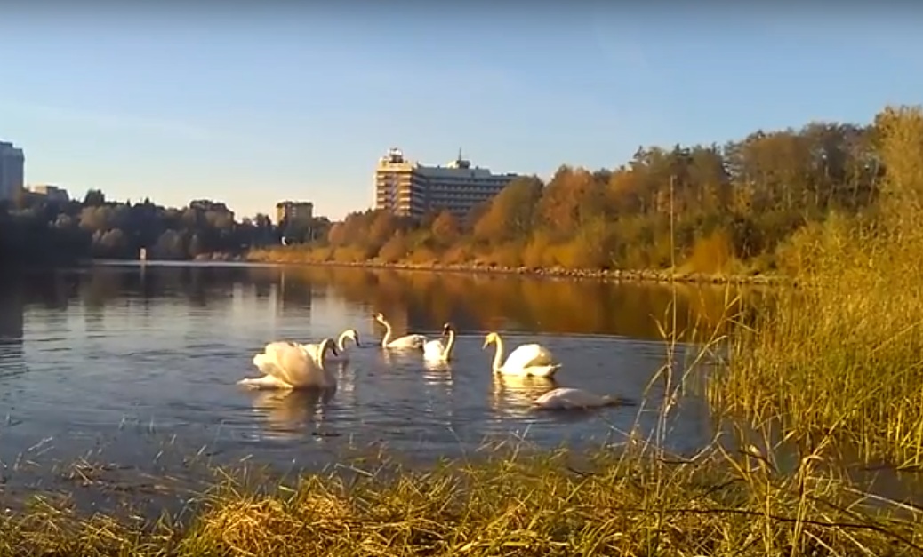 На одному з озер Львівщини оселилася зграя лебедів (Відео)