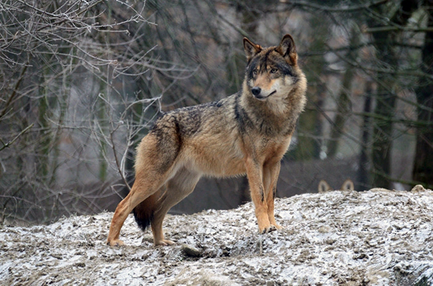 В Жолковском районе на мужчину напал волк