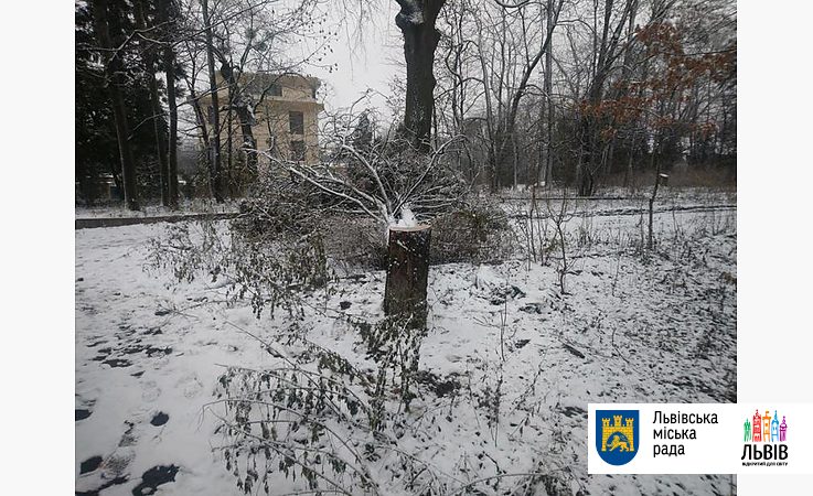 У Львові невідомі знищили 12-метровий кипарис (фото)