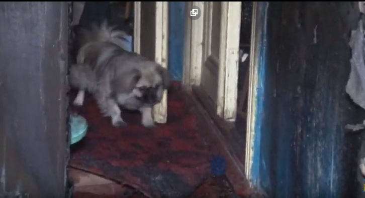 У Львові собака врятував чоловіка на пожежі