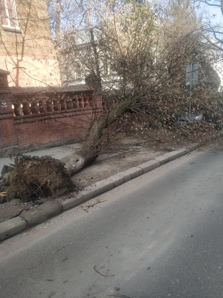 У Львові вітер повалив дерева (адреси)