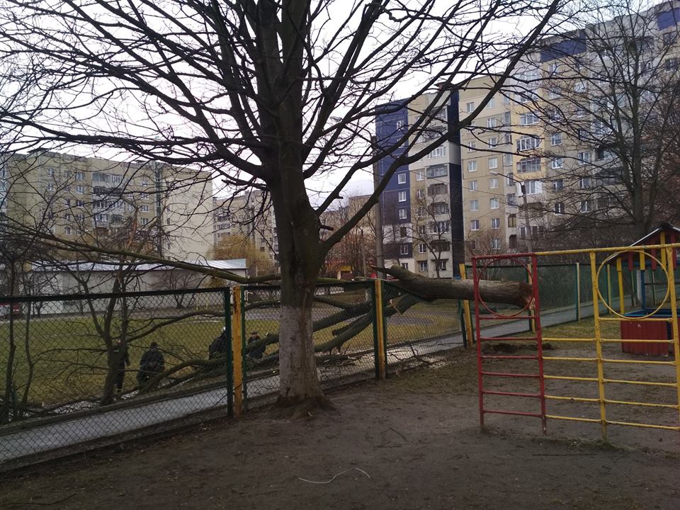 Во львовском детсаду ветром повалило дерево