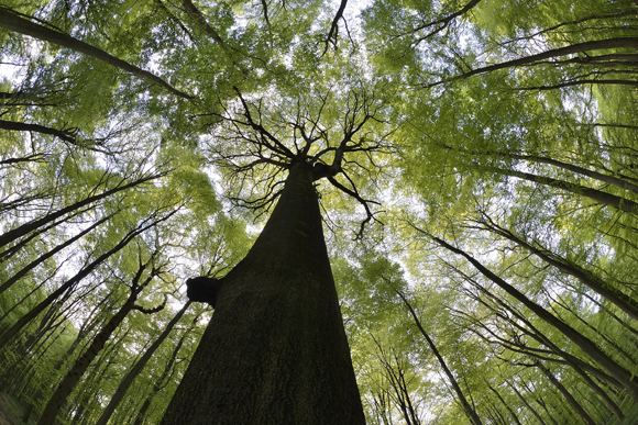 В области создадут четыре лесных памятника природы