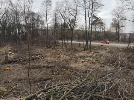 В Тростянецкой ОТГ вырубили более ста деревьев