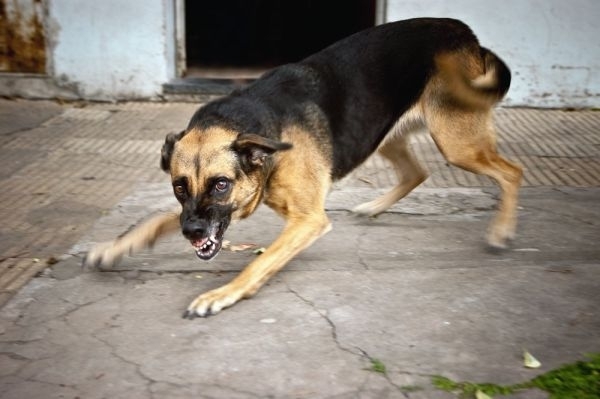 В Стрыйском районе обнаружили бешеную собаку