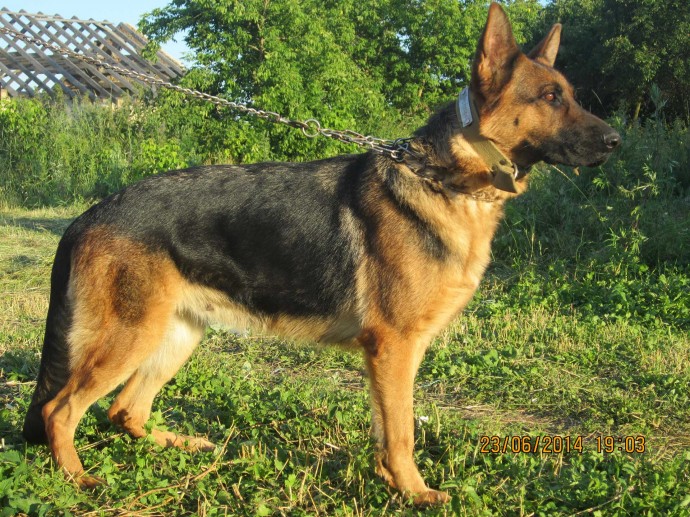 На Львовщине полиция разоблачила похитителя собак