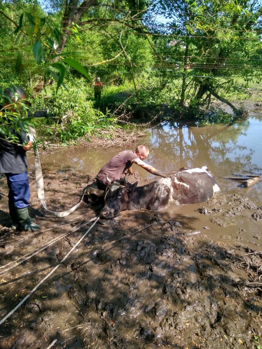 На Львівщині рятувальники витягли корову з болота (фото)