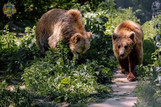 В медвежьем приюте "Домажир" установят мировой рекорд