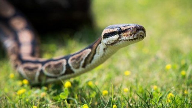 У Сколівському районі дівчинку вкусила змія