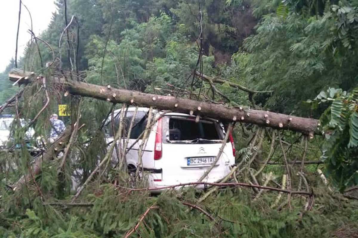 На автодорозі під Львовом на машини впало дерево (фото, видео)