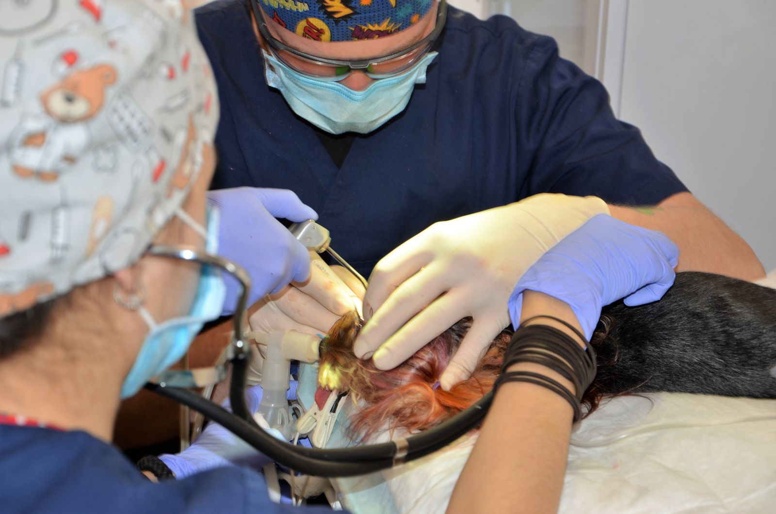 Во Львове работает первая в Украине коммунальная стоматология для животных
