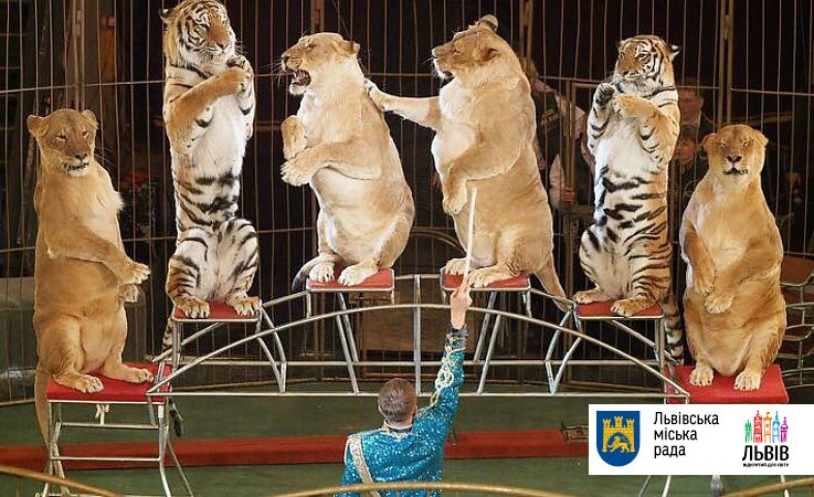 Во Львове просят запретить использовать животных в цирках