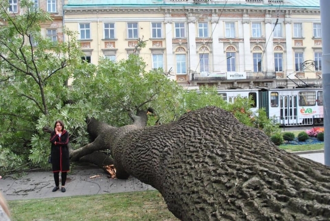 Старинный ясень во Львове станет экспонатом музея