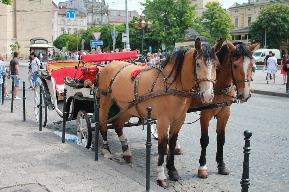 Во Львове возобновили деятельность конных карет