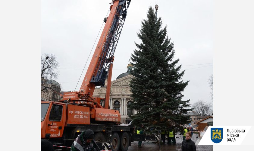 Во Львове установили елку